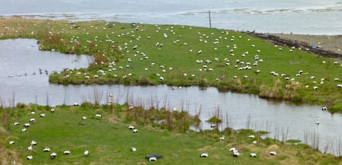 Eider ducks in Iceland