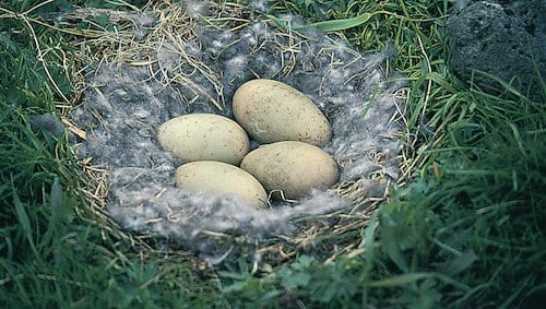 nest with eiderdown and eggs